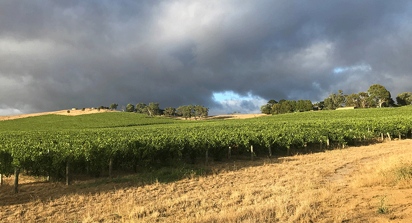 Shining Rock Vineyard